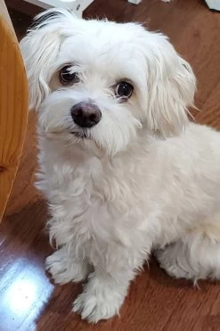 CUSTOM STAUD X C.BONZ CASHMERE SWEATER | LAVENDER -Chic Style Shop ECHO 4ff54366 ffd2 4fb6 81be f13abb023f4b