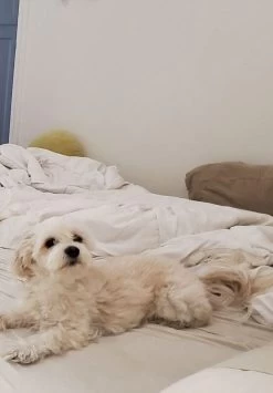 CUSTOM ALEC BAG | TAN 6 CUSTOM ALEC BAG | TAN -Chic Style Shop ECHO 752e3d31 87b6 4078 988e 74f2f5ac9337