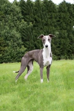 CUSTOM RYAN JACKET | BLACK -Chic Style Shop Fake Charlotte