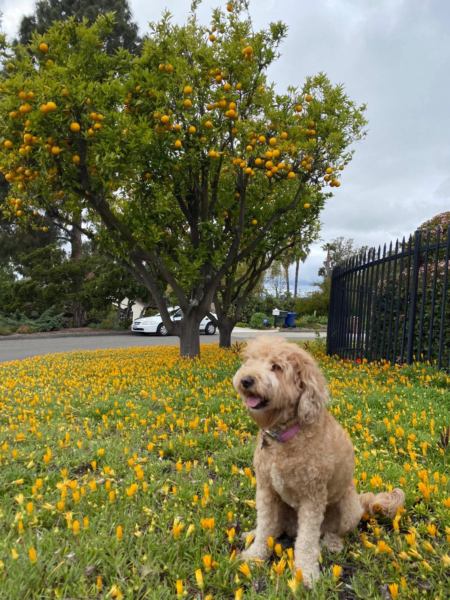 CUSTOM MINI SHIRLEY LEATHER BAG | BLUSH 6 CUSTOM MINI SHIRLEY LEATHER BAG | BLUSH - Image 6