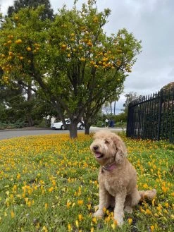 CUSTOM MINI SHIRLEY LEATHER BAG | CREAM -Chic Style Shop LULU 8070318d bc7b 4a8e be46 62b5028c23bb