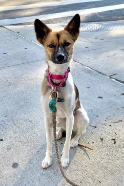 CUSTOM MOON BAG | CREAM -Chic Style Shop RAMI 22d4beed 3aba 4b87 a822 d90aabe5edfd