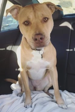 CUSTOM KAIA BAG | BLACK -Chic Style Shop RILEY 4f5016a6 30d1 4fbc 8bff ead3d725531a