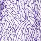 MELODY TOP | BLUE PALM 7 MELODY TOP | BLUE PALM - Image 7